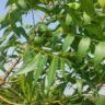 Neem: A Versatile Plant with 20 Common Uses and Potential Side Effects