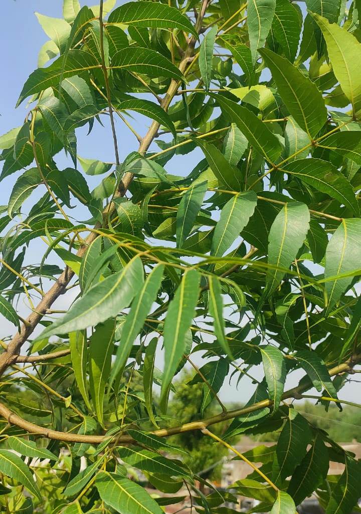 Neem A Versatile Plant with 20 Common Uses and Potential Side Effects