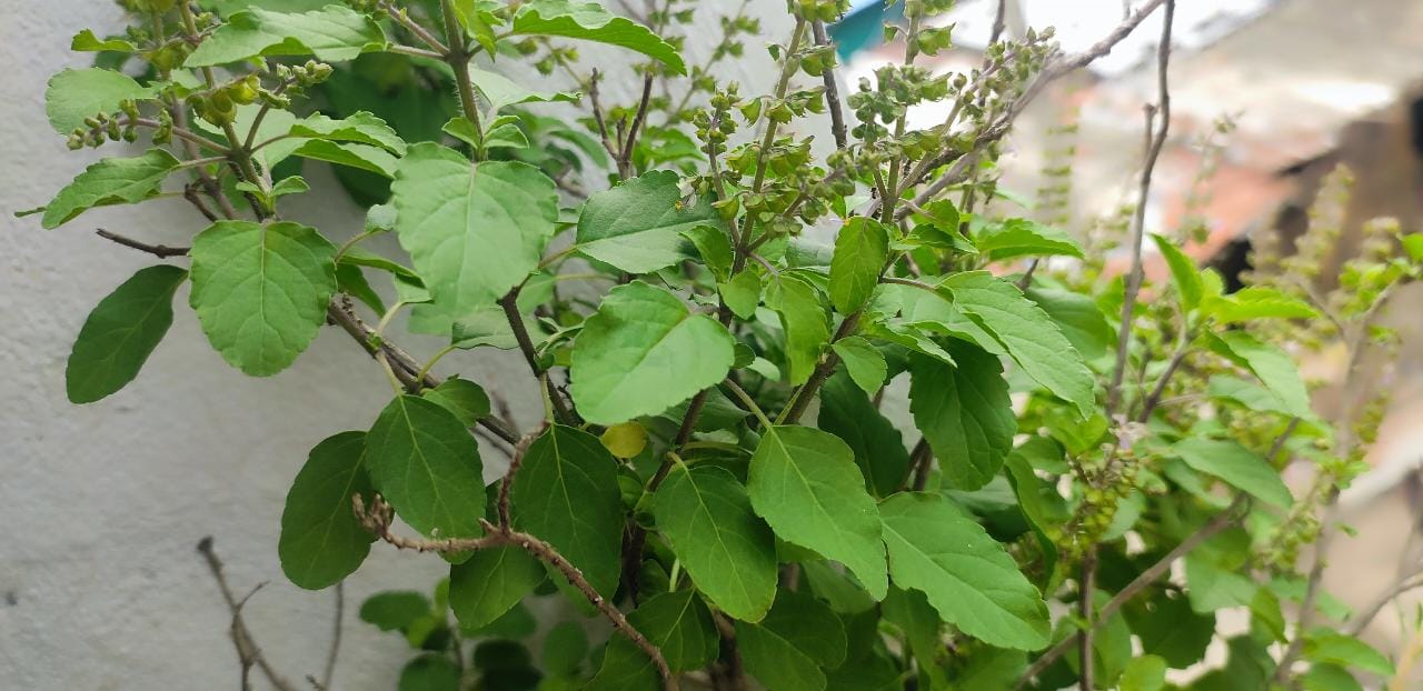 Basil Leaves/Tulsi Leaves : A Traditional Remedy for Health and Well-being Tulsi