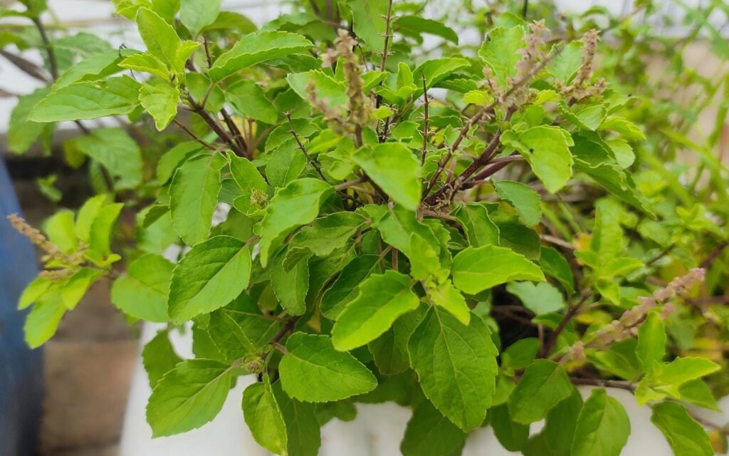 Basil Leaves/Tulsi Leaves : A Traditional Remedy for Health and Well-being Tulsi